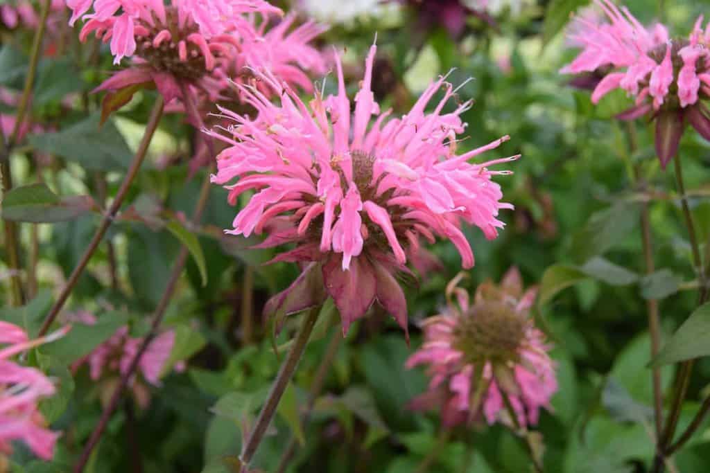 Monarda 'Croftway Pink' ---